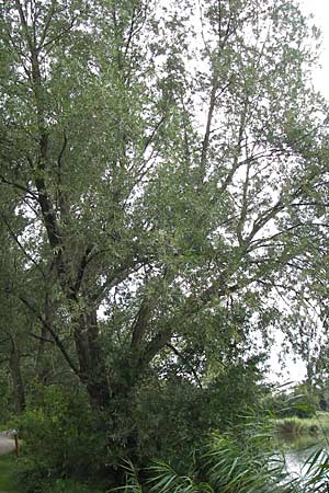 Salix fragilis / Crack Willow, D Thüringen, Niederdorla 11.8.2013