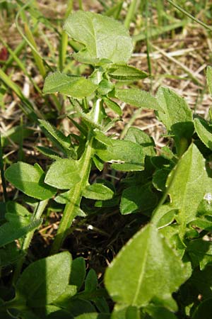 Centaurea scabiosa \ Skabiosen-Flockenblume, D Hemsbach 8.3.2014