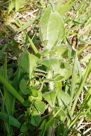 Centaurea scabiosa \ Skabiosen-Flockenblume, D Hemsbach 8.3.2014