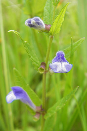 Scutellaria galericulata \ Sumpf-Helmkraut, Kappen-Helmkraut / Skullcap, D Groß-Gerau 20.6.2009