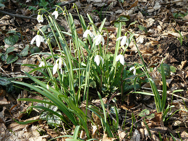 Galanthus nivalis \ Echtes Schneeglckchen, D Mannheim-Pfingstberg 5.3.2011