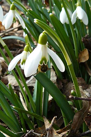 Galanthus nivalis \ Echtes Schneeglckchen, D Mannheim-Pfingstberg 5.3.2011