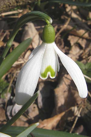 Galanthus nivalis, Echtes Schneeglckchen