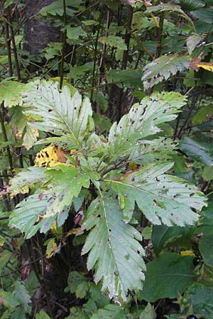 Sorbus gauckleri \ Gaucklers Mehlbeere / Gauckler's Whitebeam, D Franken/Franconia Happurg 6.8.2011