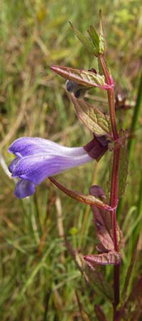 Scutellaria galericulata / Skullcap, D Kehl 28.7.2012