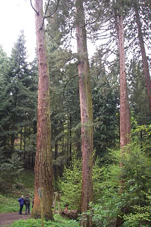 Sequoiadendron giganteum \ Riesen-Mammutbaum, Wellingtonie / Giant Sequoia, Giant Redwood, D Weinheim an der Bergstraße 1.5.2013