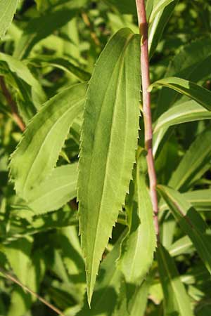 Solidago gigantea \ Spte Goldrute, D Philippsburg 20.8.2013