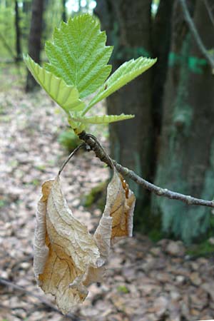 Sorbus heilingensis \ Heilinger Mehlbeere / Heilingen Whitebeam, D Thüringen, Kleinbucha 8.5.2013