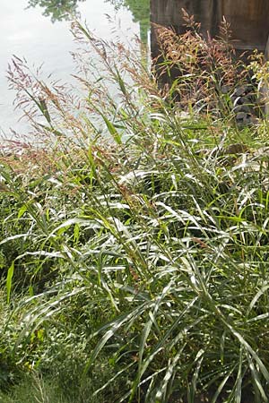 Sorghum halepense \ Aleppo-Mohrenhirse / Johnson Grass, D Mannheim 25.9.2011