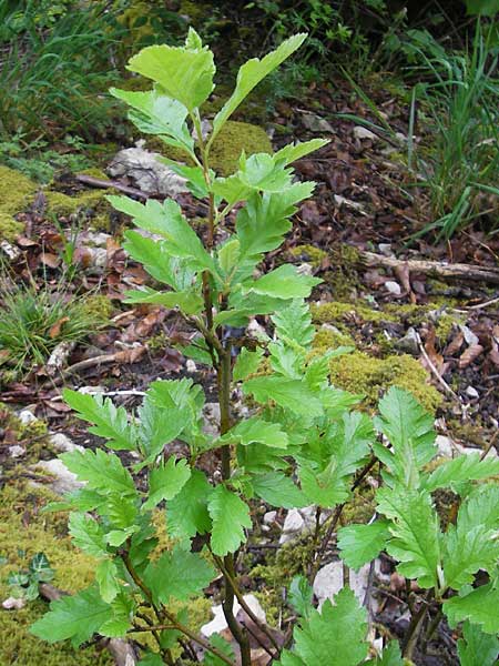 Sorbus hohenesteri \ Hohenesters Mehlbeere / Hohenester's Whitebeam, D Franken/Franconia Leutenbach 7.5.2012