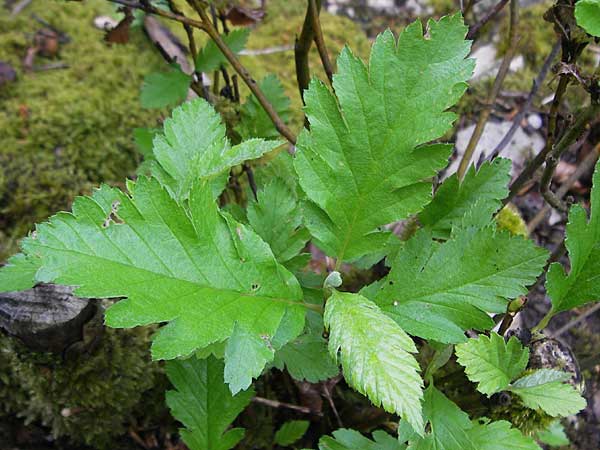 Sorbus hohenesteri \ Hohenesters Mehlbeere / Hohenester's Whitebeam, D Franken/Franconia Leutenbach 7.5.2012