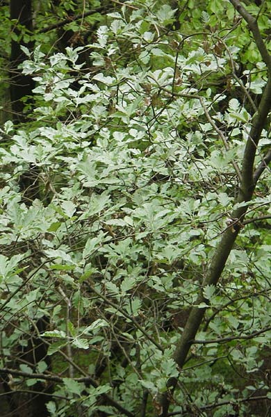 Sorbus pseudothuringiaca / Hersbruck Whitebeam, D Franconia Weismain 7.5.2012