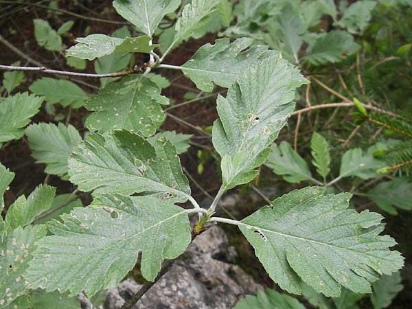 Sorbus pseudothuringiaca / Hersbruck Whitebeam, D Franconia Weismain 7.5.2012