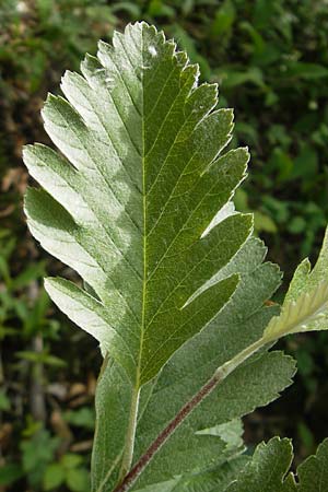 Sorbus harziana \ Harzsche Mehlbeere / Harz' Whitebeam, D Franken/Franconia Weismain 18.5.2012