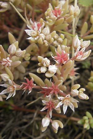 Sedum hispanicum / Spanish Stonecrop, D Wellheim im Urdonautal 6.6.2012