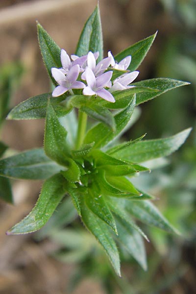 Sherardia arvensis / Field Madder, D Wiesloch 11.9.2012