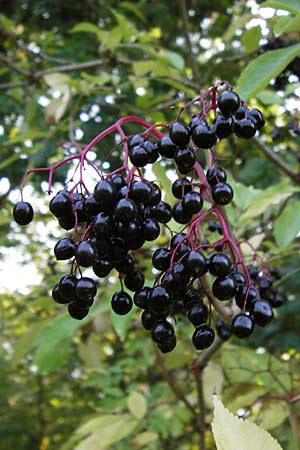 Sambucus nigra / Elder, D Büttelborn 22.9.2012