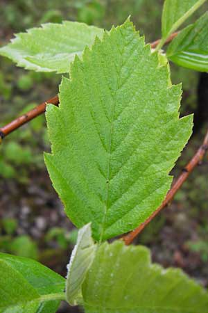 Sorbus herbipolitana \ Wrzburger Mehlbeere / Wuerzburg Whitebeam, D Veitshöchheim 4.5.2013