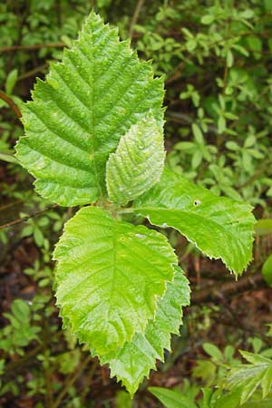 Sorbus herbipolitana \ Wrzburger Mehlbeere, D Güntersleben 4.5.2013