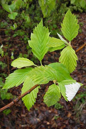 Sorbus herbipolitana \ Wrzburger Mehlbeere / Wuerzburg Whitebeam, D Güntersleben 4.5.2013