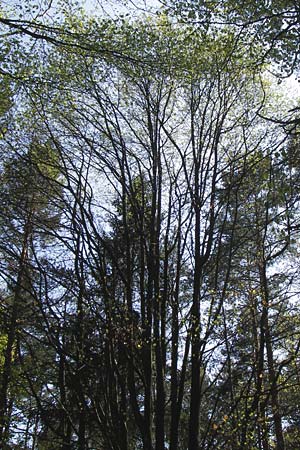 Sorbus heilingensis \ Heilinger Mehlbeere, D Thüringen, Kleinbucha 8.5.2013