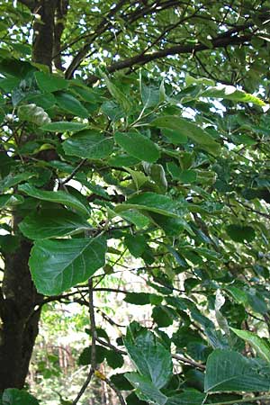 Sorbus hoppeana \ Hoppes Mehlbeere / Hoppe's Whitebeam, D Kallmünz 12.6.2014