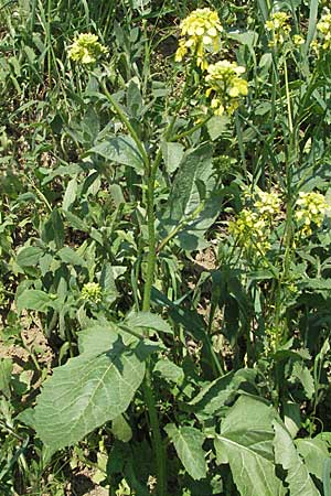 Sinapis arvensis \ Acker-Senf / Field Mustard, Charlock, D Bruchsal 7.5.2006