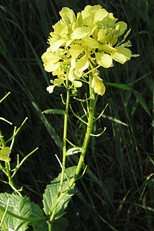 Sinapis arvensis \ Acker-Senf / Field Mustard, Charlock, D Bruchsal 11.5.2006