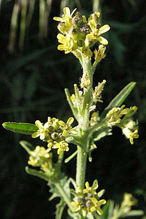 Sisymbrium officinale / Hedge Mustard, D Bruchsal 11.5.2006