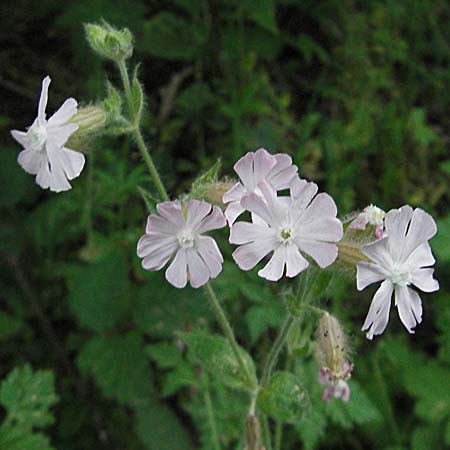 Silene dioica \ Rote Lichtnelke, D Bensheim 15.5.2006