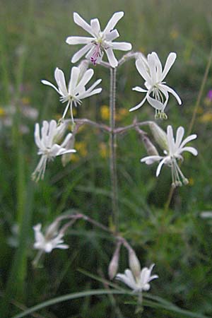 Silene nutans \ Nickendes Leimkraut, D Bensheim 15.5.2006