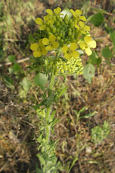 Sisymbrium loeselii / False London Rocket, D Mannheim 17.5.2006