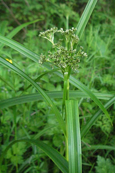 Scirpus sylvaticus \ Wald-Simse, Wald-Binse, D Odenwald, Unterabtsteinach 20.5.2006