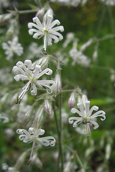 Silene nutans \ Nickendes Leimkraut / Nottingham Catchfly, D Odenwald, Unterabtsteinach 20.5.2006