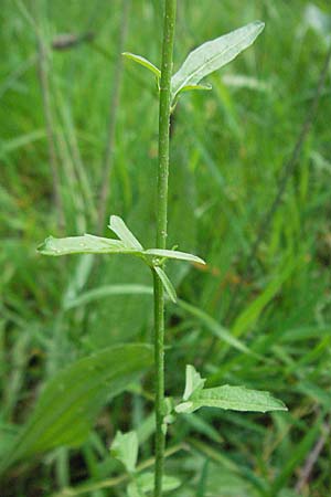 Sisymbrium officinale / Hedge Mustard, D Odenwald, Unterabtsteinach 23.5.2006