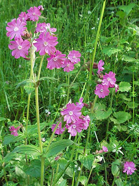 Silene dioica \ Rote Lichtnelke / Red Campion, D Odenwald, Hilsenhain 23.5.2006