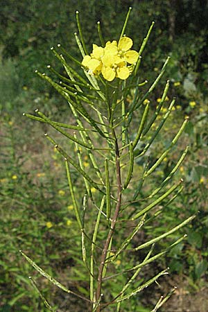 Sisymbrium loeselii \ Loesels Rauke / False London Rocket, D Mannheim 3.7.2006