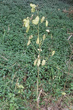 Lunaria annua / Honesty, D Waghäusel 8.7.2006