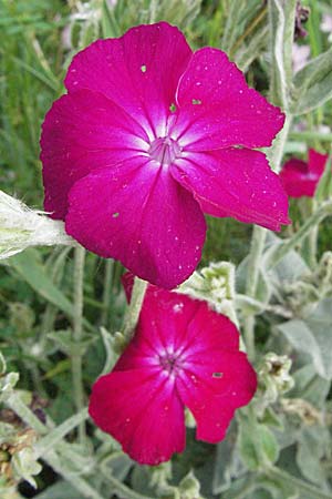 Silene coronaria, Kronen-Lichtnelke, Kranz-Lichtnelke