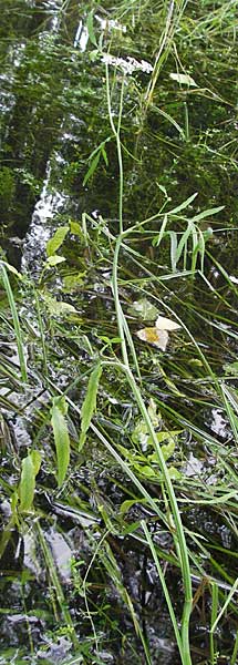 Sium latifolium \ Groer Merk, Breitblttriger Merk, D Pfalz, Speyer 28.7.2007