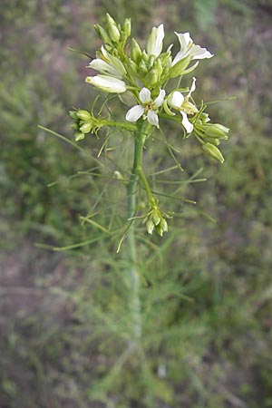 Sisymbrium altissimum \ Riesen-Rauke, Ungarische Rauke / Tall Rocket, D Viernheim 4.5.2009