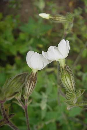 Silene latifolia subsp. alba \ Weie Lichtnelke, D Sandhausen 3.7.2009