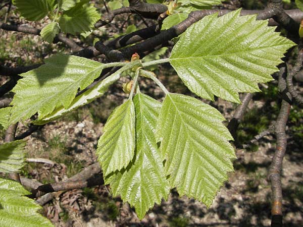 Sorbus isenacensis \ Eisenacher Mehlbeere / Eisenach Whitebeam, D Thüringen, Eisenach 8.5.2013