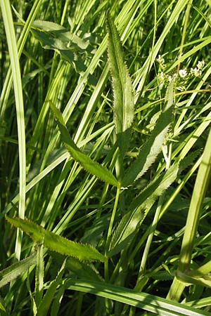 Sium latifolium \ Groer Merk, Breitblttriger Merk / Greater Water Parsnip, D Lampertheim 16.8.2013