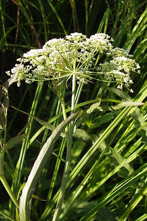 Sium latifolium \ Groer Merk, Breitblttriger Merk, D Lampertheim 16.8.2013