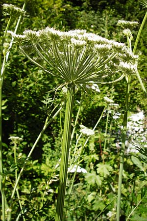 Seseli libanotis \ Heilwurz / Moon Carrot, D Weltenburg 13.6.2014