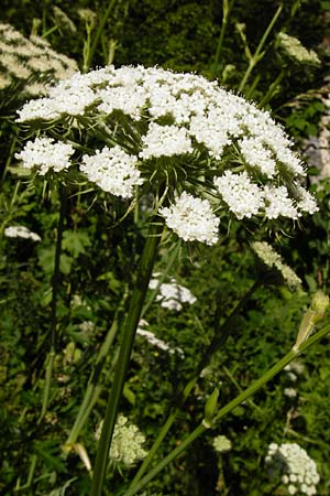 Seseli libanotis \ Heilwurz / Moon Carrot, D Weltenburg 13.6.2014