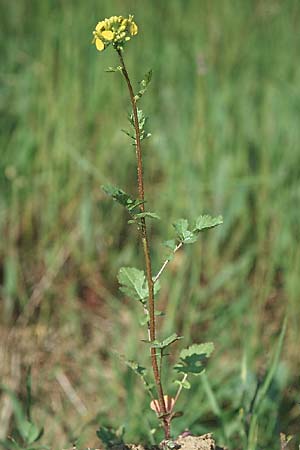 Sinapis alba / White Mustard, D Bruchsal 11.5.2006