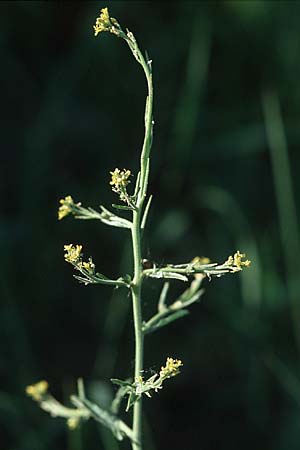 Sisymbrium officinale \ Weg-Rauke / Hedge Mustard, D Bruchsal 11.5.2006