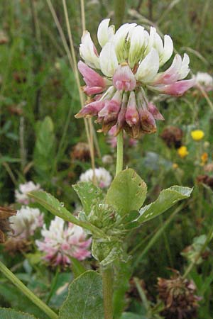 Trifolium hybridum \ Schweden-Klee / Alsike Clover, D Neuleiningen 3.7.2007